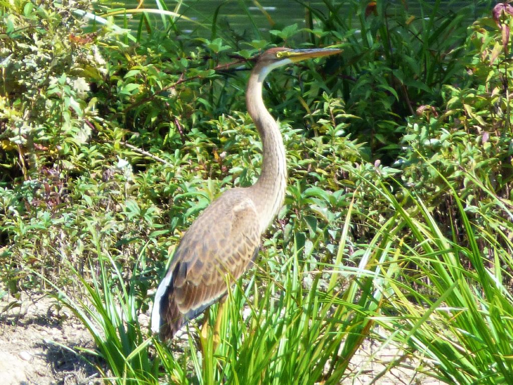 Airone rosso (Ardea purpurea)